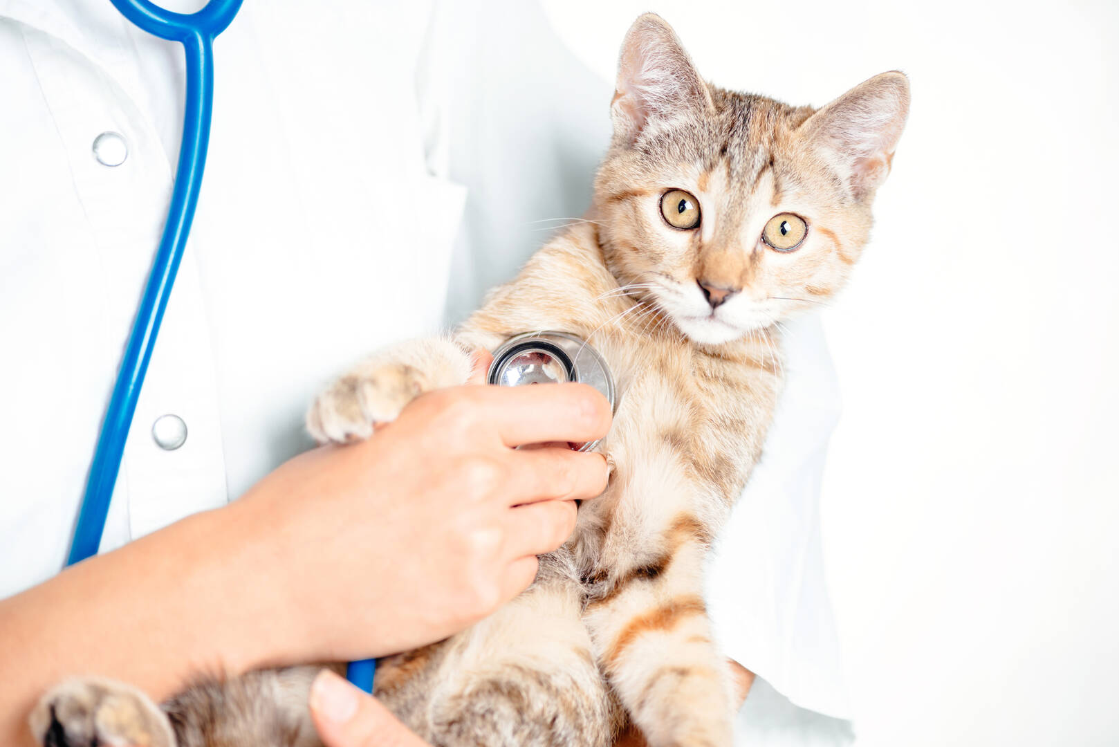 Ashland Terrace Animal Hospital website screenshot